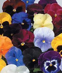 Pansies My Very Favorite Annual Flower Here S A Very Comprehensive Article About Them Annual Flowers Pansies Flowers Pansies