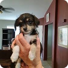 Instant access courses · 100 years of experience Chandler Az Chihuahua Poodle Miniature Mix Meet Nugget A Puppy For Adoption Puppy Adoption Chihuahua Poodle Chihuahua