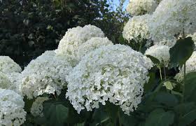 Cette taille courte redonnera de la vigueur aux repousses. Hortensia Planter Bouturer Entretenir Avec Jaime Jardiner Com