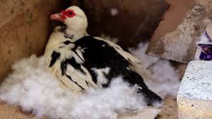 ازاله ريش البط بطريقه بسيطه / ازاله ريش البط بطريقه بسيطه : ØªØ±Ø¨ÙŠØ© Ø§Ù„Ø¨Ø· Ø§Ù„Ø³ÙˆØ¯Ø§Ù†ÙŠ ÙÙŠ Ø§Ù„Ù…Ù†Ø²Ù„ ØµÙ†Ø§Ø¹ Ø§Ù„Ù…Ø§Ù„