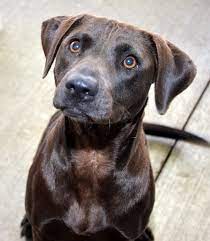 Pin On Adopt Rescue Save