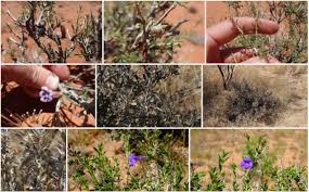 Image result for Aptosimum albomarginatum