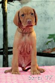 Image result for maďarský ohař drátosrstý