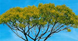 Image result for Schizolobium parahyba