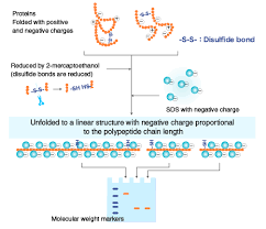 The Principle And Method Of Polyacrylamide Gel Electrophoresis Sds Page Mbl Life Science Japan