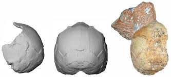 Wir freie demokraten sind überzeugt: Der Fruheste Nachweis Von Homo Sapiens Ausserhalb Afrikas Ist Ein Fund Aus Griechenland Nachricht Archaologie Online
