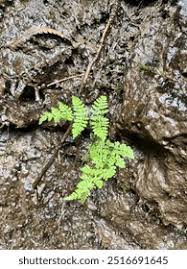 Image result for Woodsiaceae