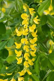 Image result for Laburnum anagyroides