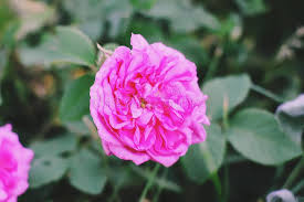 Louise odier (rosa 'louise odier') is a bourbon rose developed in france. 155 Madame Rose Photos Free Royalty Free Stock Photos From Dreamstime