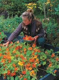 Learn growing chives in pots without much space so that you can have fresh scapes of this versatile herb in your salads, pasta, scrambled eggs & sandwiches. Edible Flowers Enliven A Garden Finegardening