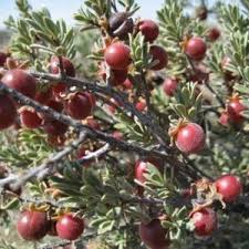 Image result for Diospyros batocana