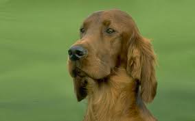 Irish Setters Wallpaper Irish Setter Wallpaper Irish Setter Dogs Irish Setter Funny Dog Photos The current version is 1.0 released on march 03, 2019. pinterest
