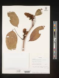 Image result for Baikiaea