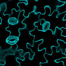 We did not find results for: Plants Make Big Decisions With Microscopic Cellular Competition Uw News