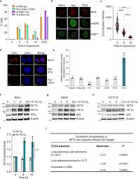 Ng won three world series rings during 21 years in the front offices of the chicago white sox, new york yankees and los angeles dodgers. Hypoxia Induced Setx Links Replication Stress With The Unfolded Protein Response Nature Communications