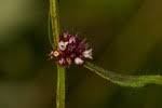 Image result for Spermacoce sphaerostigma