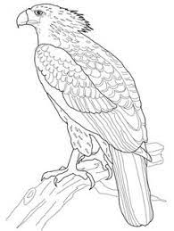Philippine Eagle Coloring Page Supercoloring Com Bird Coloring Pages Animal Coloring Pages Philippine Eagle