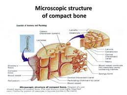 We did not find results for: Histo Bone