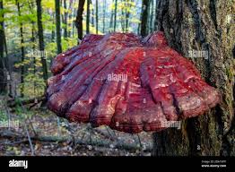 Image result for Ganoderma tsugae