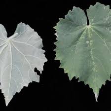 Image result for Abutilon englerianum