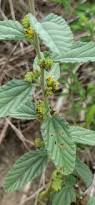 Image result for Waltheria indica