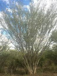 Image result for Albizia petersiana