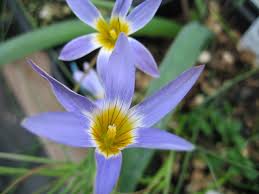 Image result for Romulea