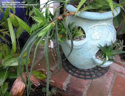 Image result for Aloe inyangensis