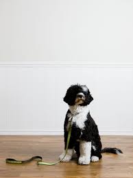 Maybe you would like to learn more about one of these? Black And White Dog Breeds Dalmatian Border Collie Boston Terrier