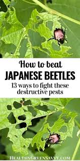 Maybe you would like to learn more about one of these? How To Get Rid Of Japanese Beetles Before They Destroy Your Garden