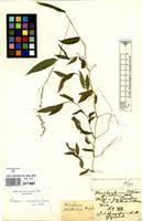 Image result for Pseudechinolaena polystachya