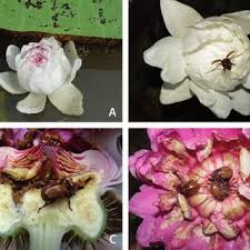 Call or email to order or. Pdf Generalist And Specialist Pollination In Basal Angiosperms Anita Grade Basal Monocots Magnoliids Chloranthaceae And Ceratophyllaceae What We Know Now