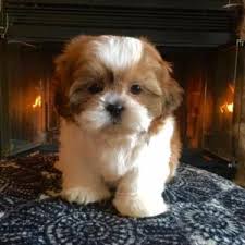 The breed was so revered that for many years after the chinese began trading with the west, they refused to sell, or even give away here at fuzzywuzzypups i pride my self in providing my puppy parents with the best puppies possible. Shichon Christmas Puppies Shih Tzu Bichon Frise Aka Teddy Bears Shihtzu Shihtzupuppy Puppies Cute Dogs Shichon Puppies