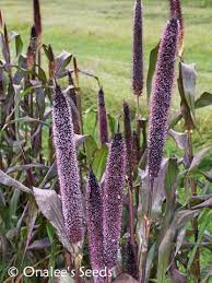 Maybe you would like to learn more about one of these? Purple Majesty Millet Black Ornamental Grass Birds Pennisetum Glaucum