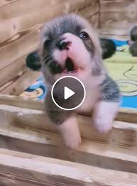 Here's a massive dose of cute for you Baby Dogs Puppy So Cute Video Gifs Funny Animal Videos Funny Animals Cute Animals
