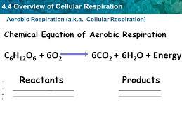 To balance the oxygen atoms for the reactant side, you need to. Key Concept Respiration Is The Metabolic Process Which Uses Energy Stored In Food To Make Atp Molecules Which Provide Usable Energy To The Cells Ppt Video Online Download