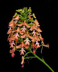 Image result for Cynorkis debilis