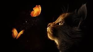 Enjoy our curated selection of 1050 butterfly wallpapers and background images. Kitten Cat Butterflies Black Background Glowing Manipulation Closeup 4k Free Desktop 4k Wallpapers Ultra Hd