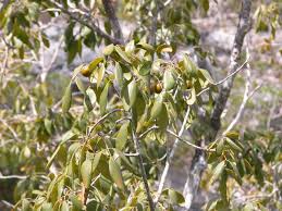 Image result for Picrodendraceae