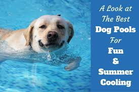 The Best Dog Pools For Large Dogs To Take A Splash Reviewed For 2020