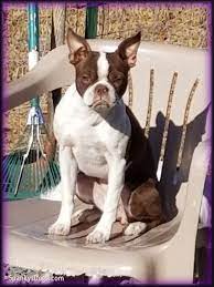 The boston terrier puppies are full of personality and are often called the american gentleman. the breed's origins are well documented and started in boston, massachusetts. Spanky S Boston Terrier Puppies For Sale Start With Awesome Boston Terrier Moms