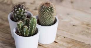 When caring for cactus and succulents it is important to only consider two things. Homemade Cactus Soil Mix How To Make A Quality Potting Soil For Cacti