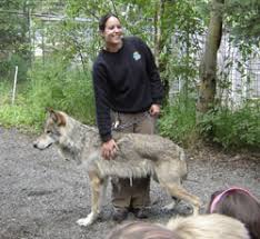 Big Wolves And Ordinary Wolves Alaska Department Of Fish And Game Big sean's and post malone's first collaboration is a reflection on the environments the two artists grew up in.