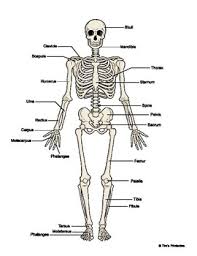 Schau dir angebote von ‪human bones‬ auf ebay an. Skeleton Diagram Worksheets Teaching Resources Tpt