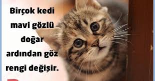 Kediler Mavi Gozlu Dogar Kedi Kedisever Hayvansever Animals Cats