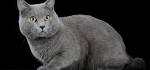 Chartreux - Price, Personality, Lifespan - Cat Breeds List