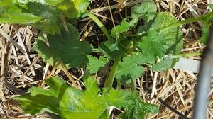 Check spelling or type a new query. Zucchini Plants Growing Slowly Yellow Leaves