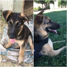 Black And White German Shepherd Lab Mix I Love Her Floppy Ears Storyful Dog Best Pinterest Dog Profile All German Shepherd German German Shepherd Photography White German Shepherd German Shepherd