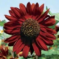 Sementara itu, diameter bunganya berkisar 17 cm dengan warna kuning yang cerah. Jual Bibit Bunga Matahari Merah Murah Harga Terbaru 2021
