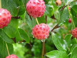 When blooming, the large white flower petals seen on the tree are. Howto Eat Berries In The Wilderness Dogwood Berries Wild Food Foraging Spring Flowering Trees